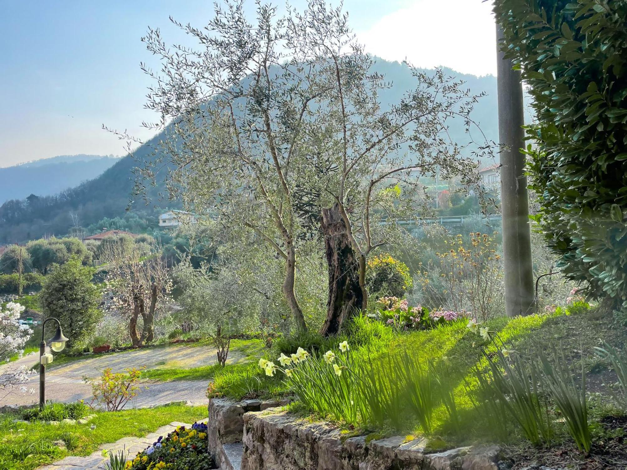 Breva Loft Tra Gli Ulivi Ed Il Lago Bellagio Luaran gambar